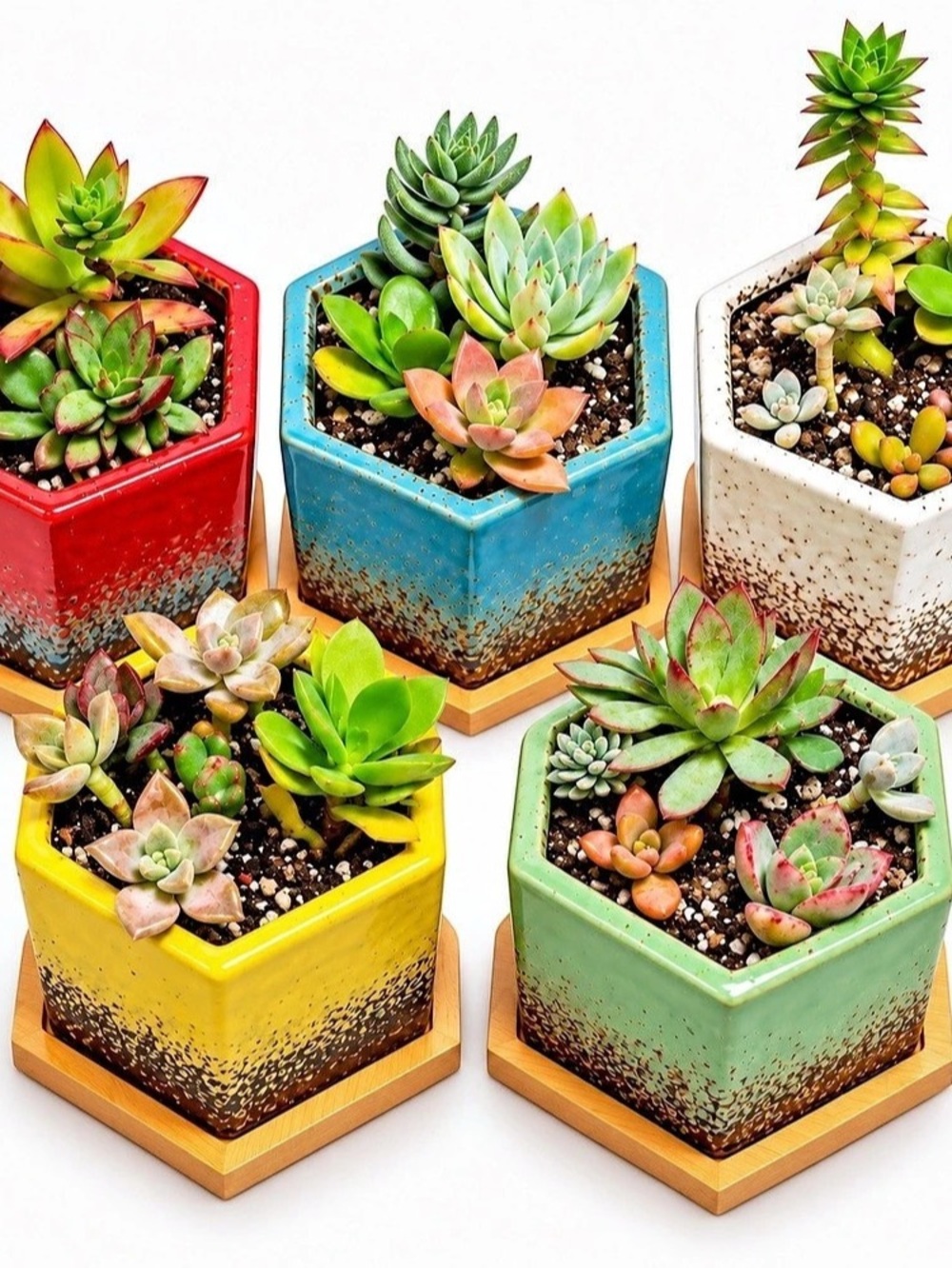 4” Garden-itos!! Live Succulent Mini Garden in Ceramic Pot